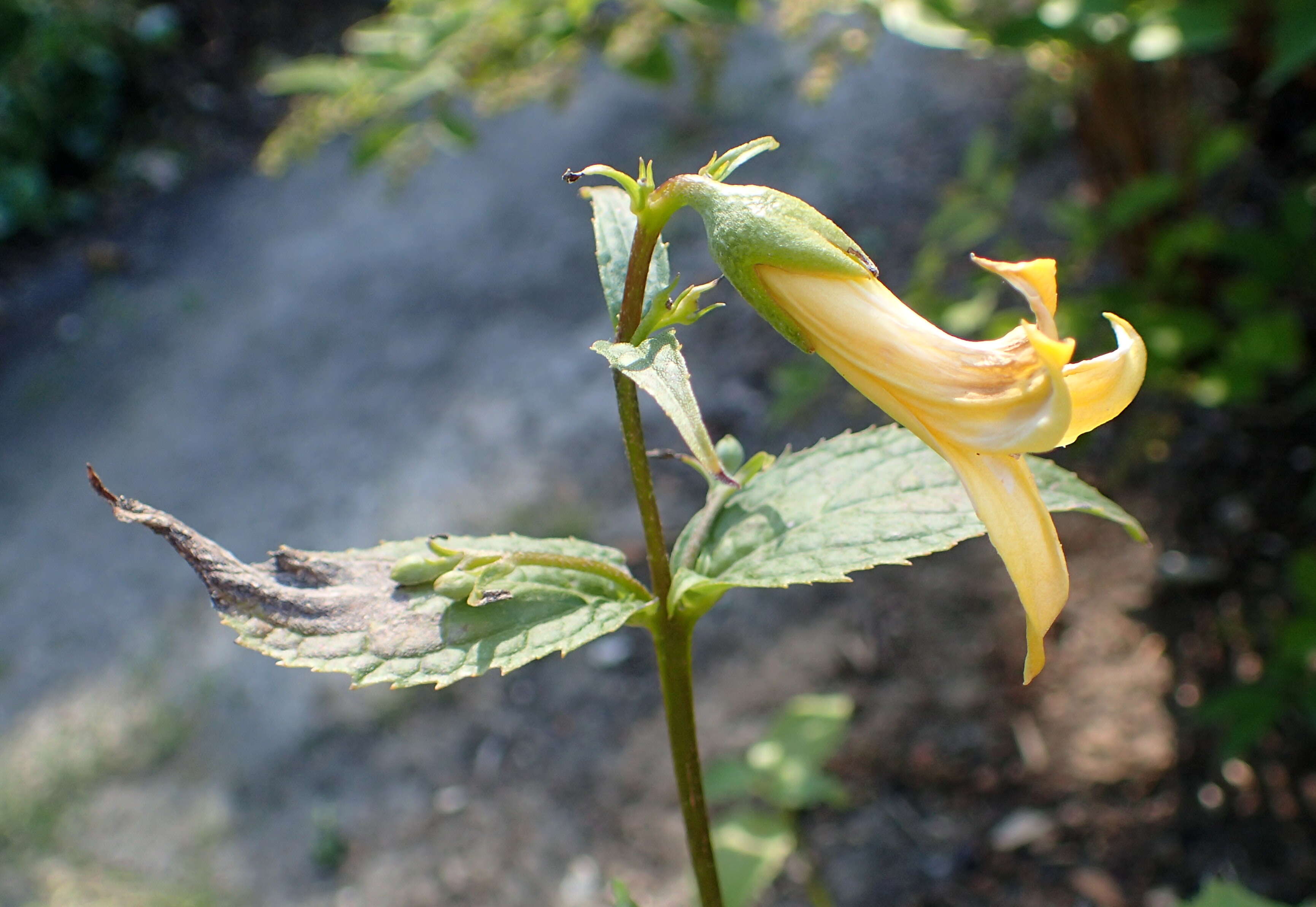 Image of Kirengeshoma palmata Yatabe