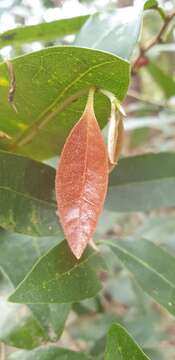 Image of Cleistanthus cunninghamii (Müll. Arg.) Müll. Arg.