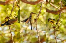 Image of Purple Sunbird