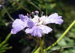 Image of Pincushion-flower