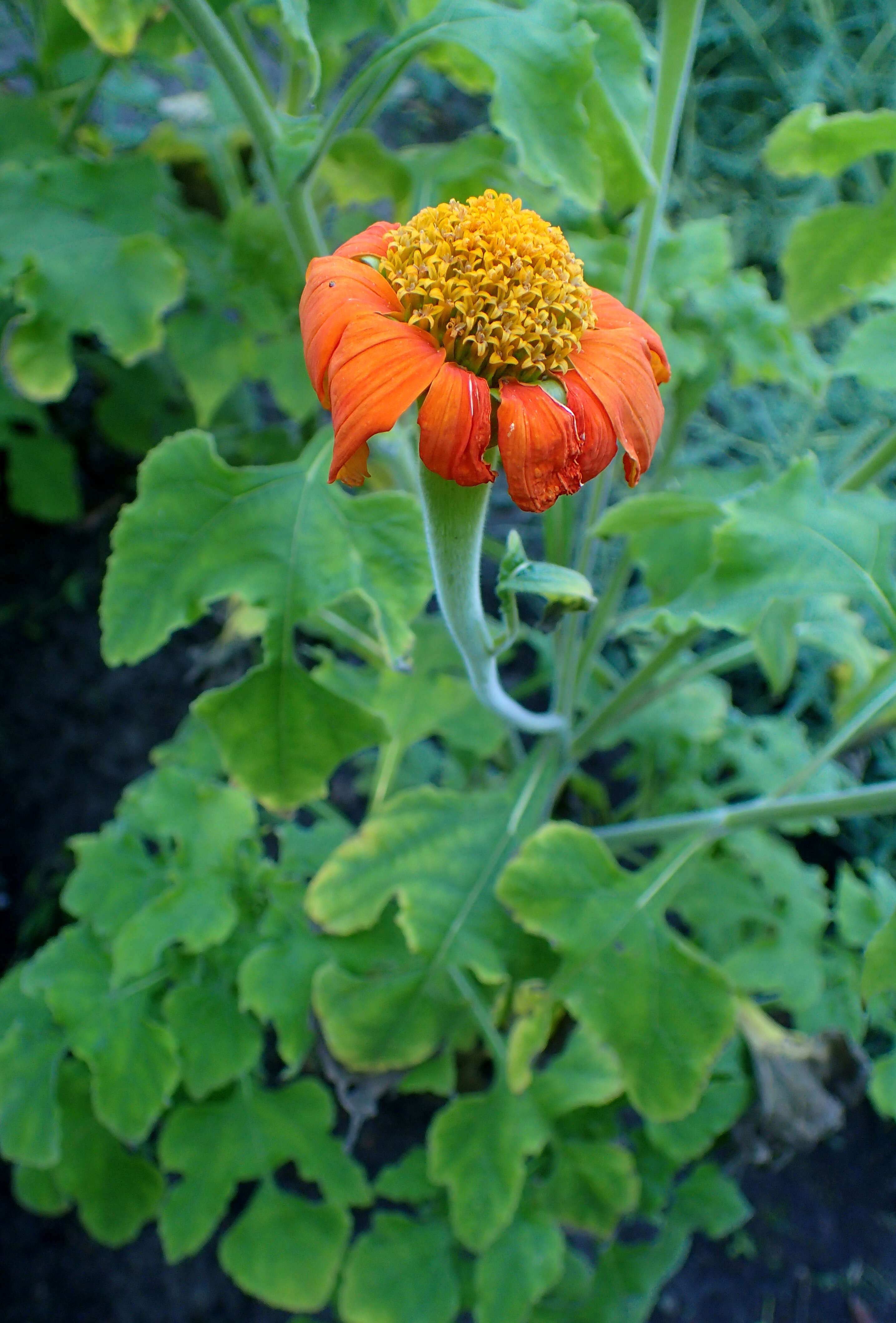 Image of clavel de muerto
