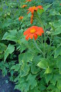 Image of clavel de muerto