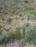 Image of gray globemallow