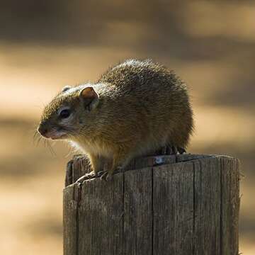 Image of Bush Squirrels