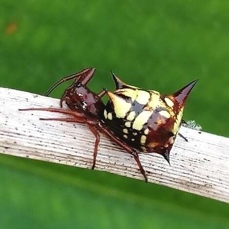 Image of Micrathena schenkeli Mello-Leitão 1939