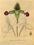 Image de Paphiopedilum hirsutissimum (Lindl. ex Hook.) Stein