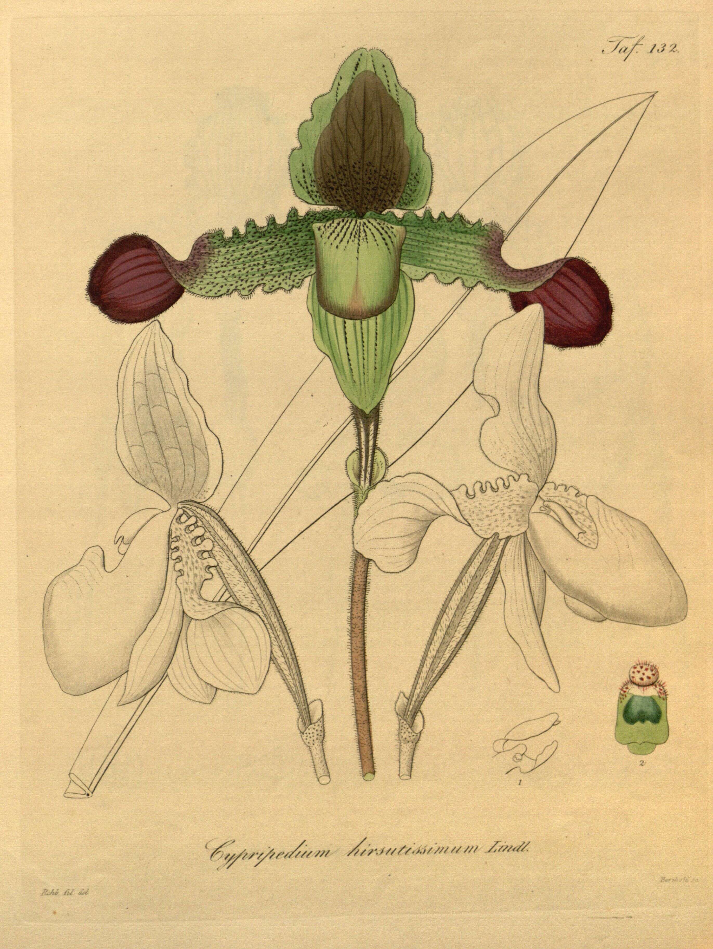 Image de Paphiopedilum hirsutissimum (Lindl. ex Hook.) Stein