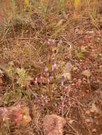 صورة Gentianella turkestanorum (Gandoger) Holub