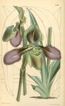 Image de Paphiopedilum hirsutissimum (Lindl. ex Hook.) Stein