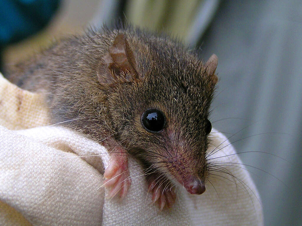 Image of Antechinus Macleay 1841