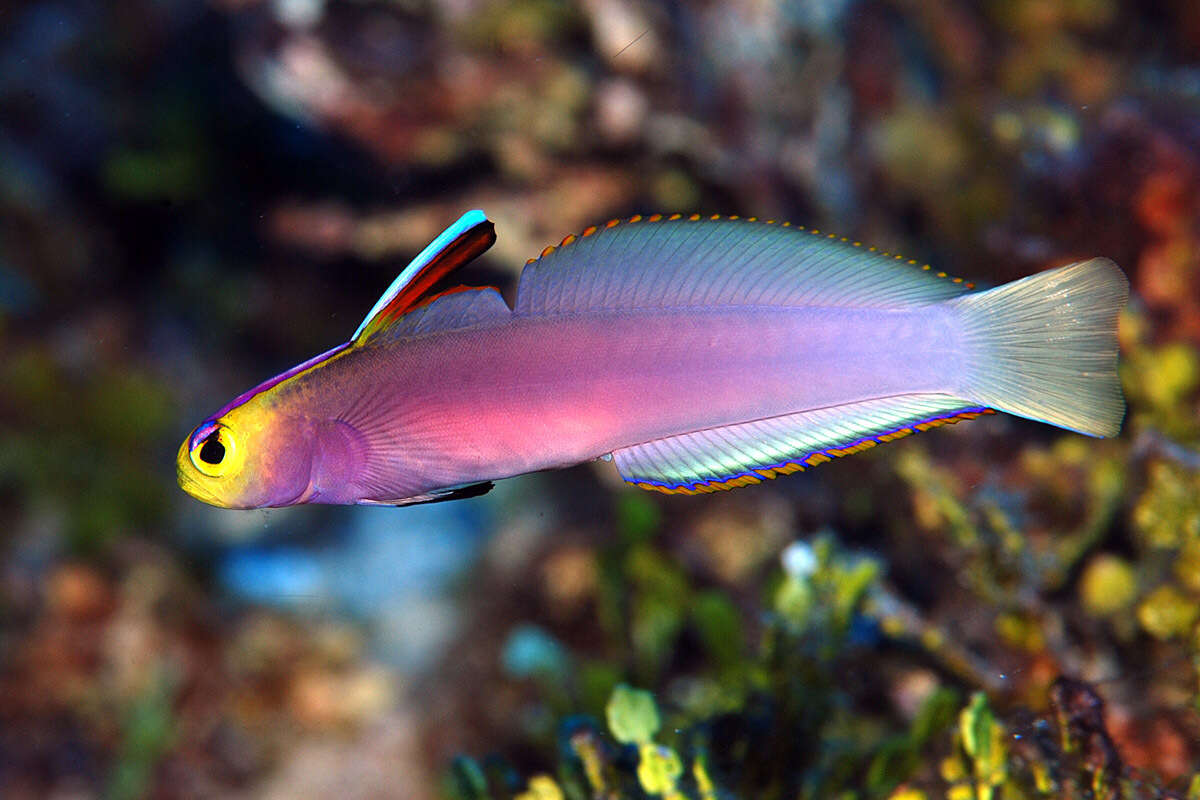 Image of Helfrich's dartfish