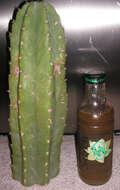 Image of Echinopsis pachanoi