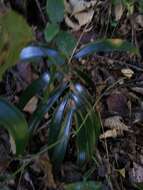 Image of Ceratozamia fuscoviridis W. Bull