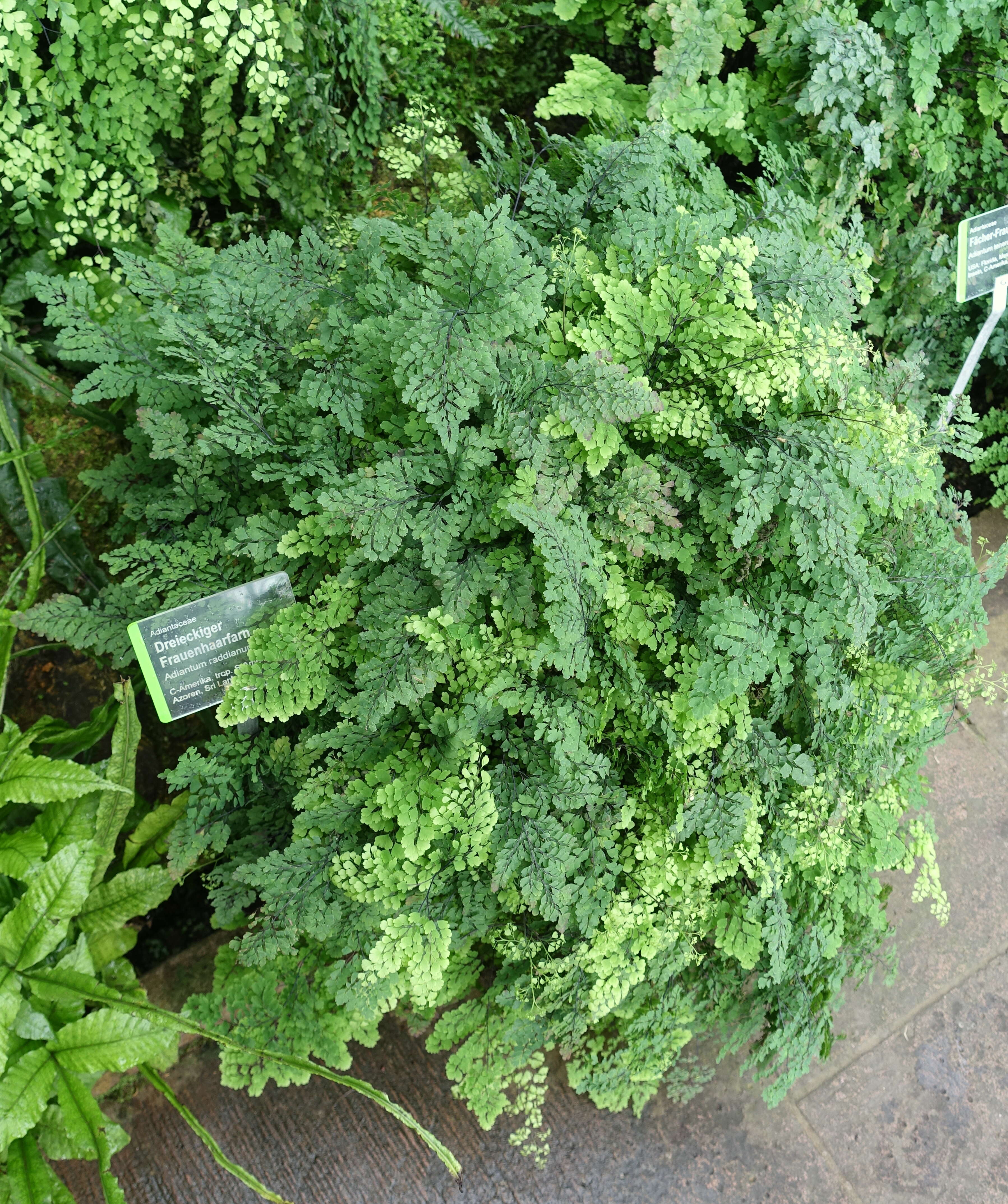 Image of delta maidenhair