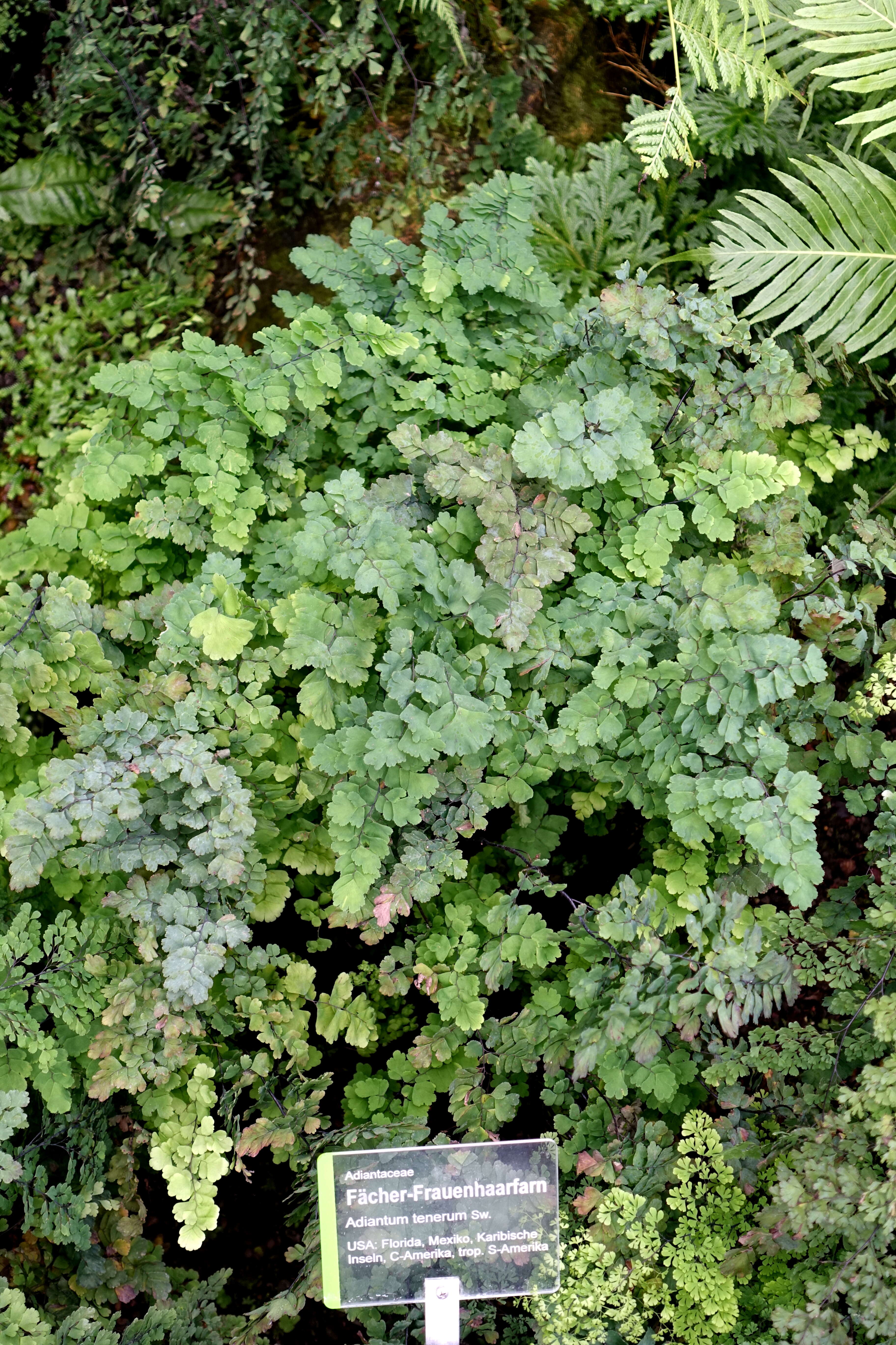 Image of fan maidenhair