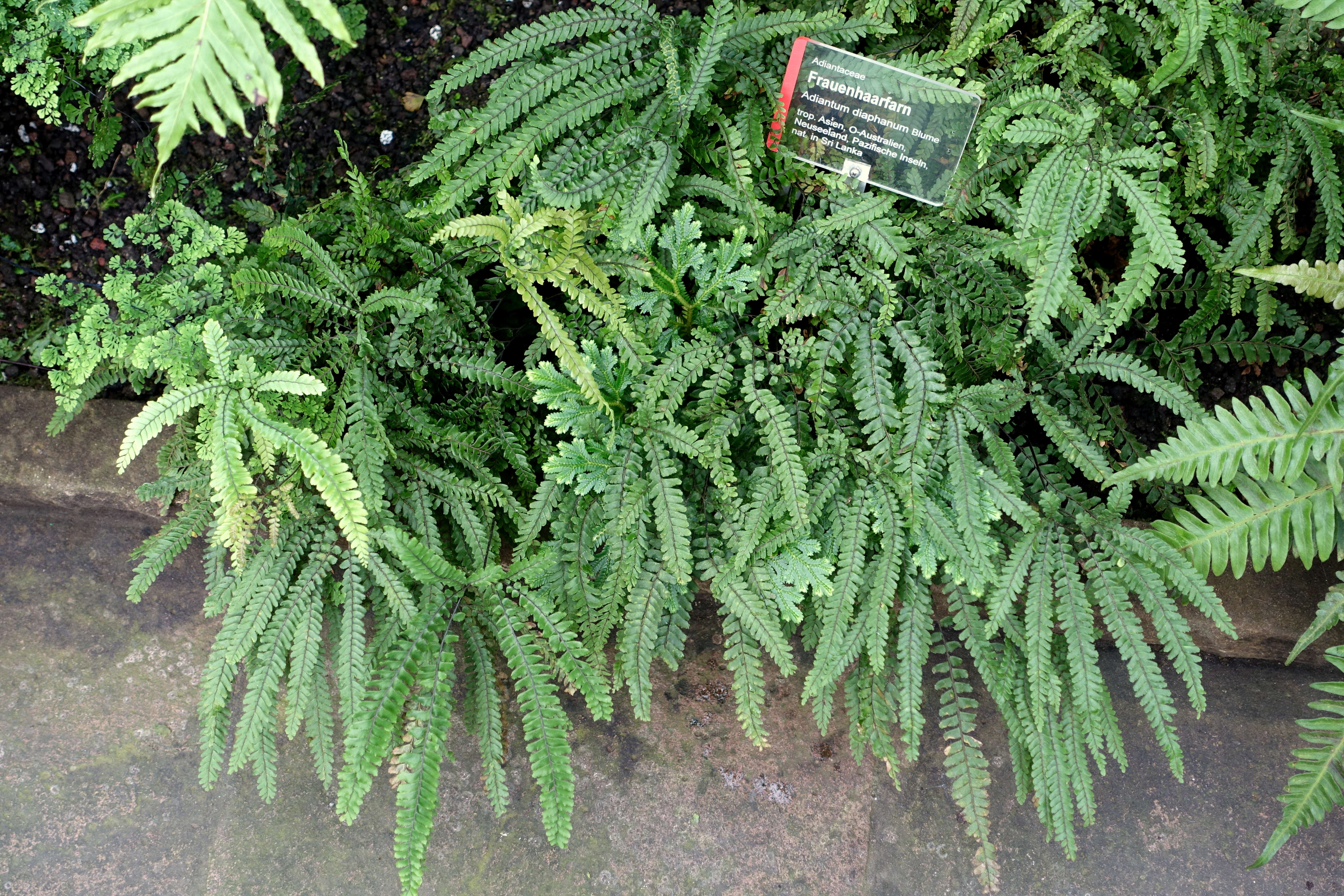 Image of Adiantum diaphanum Bl.