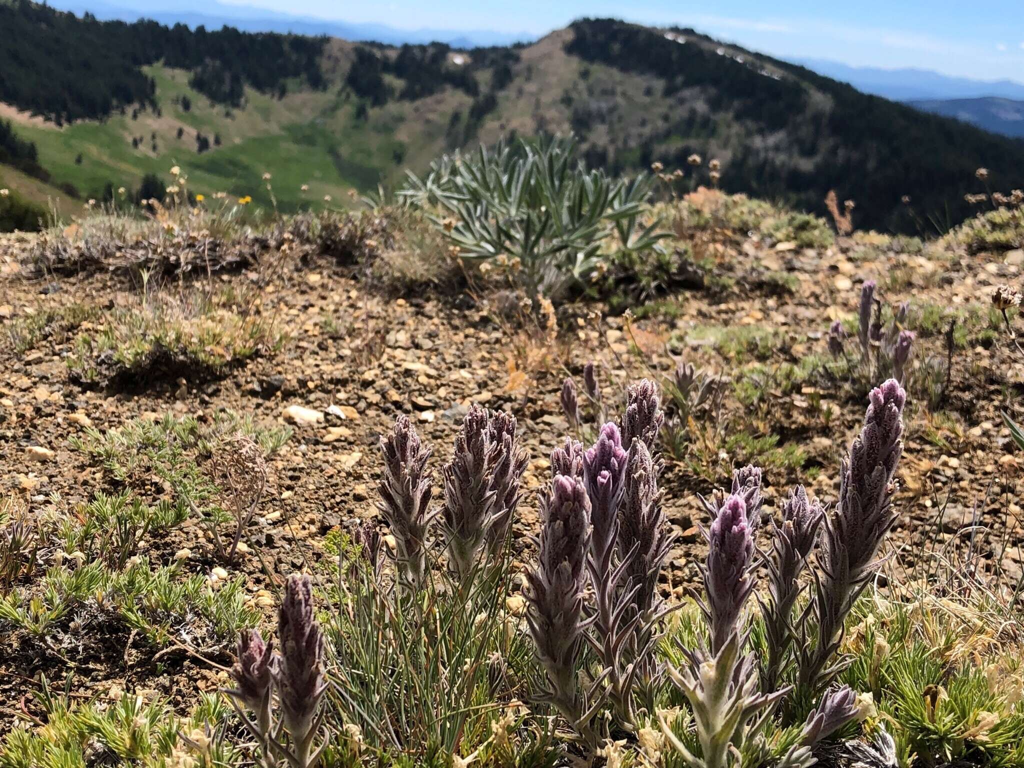 Image of splithair Indian paintbrush