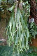 Image of staghorn fern
