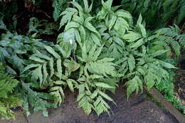 Image of button fern