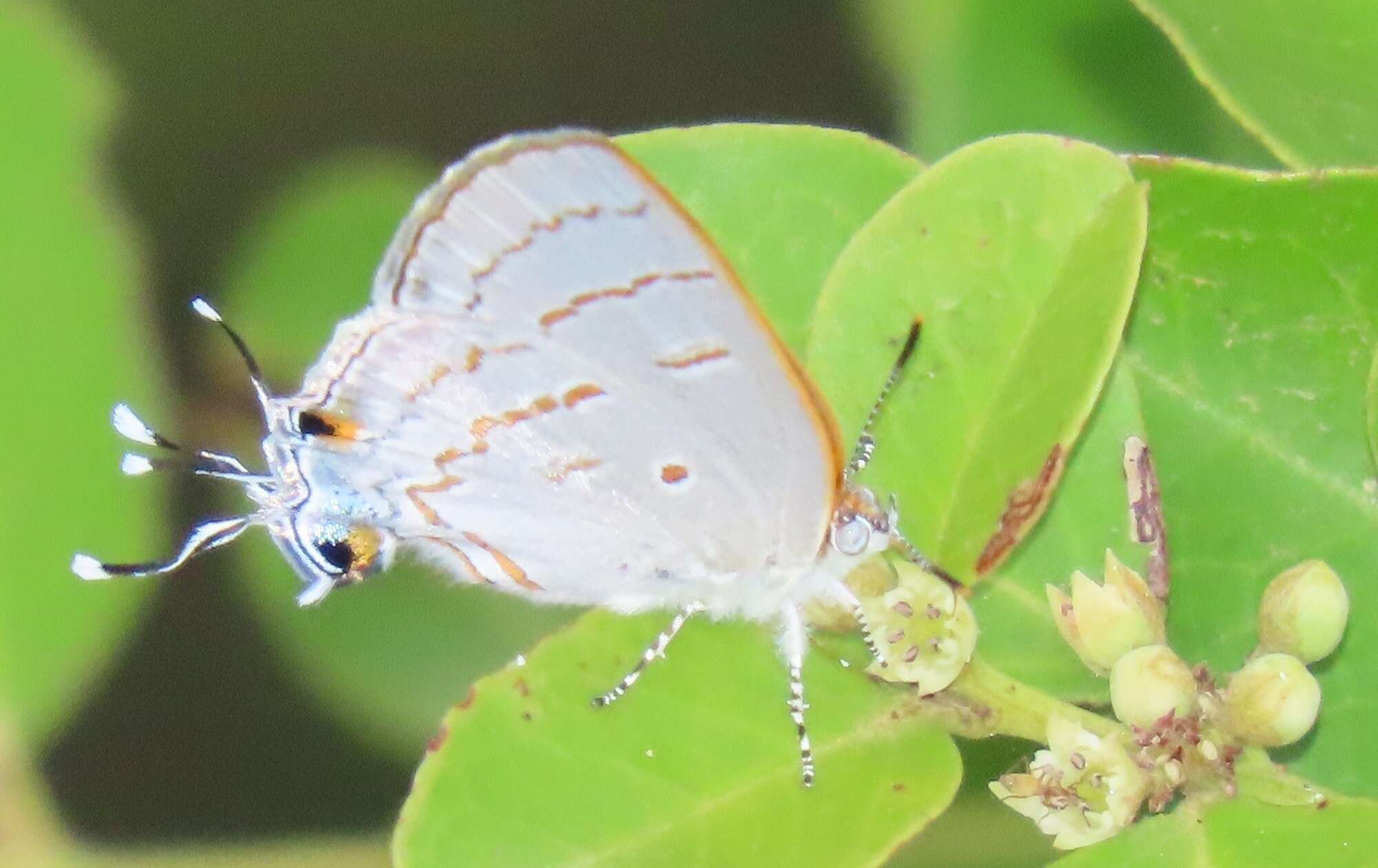 Imagem de Hypolycaena philippus philippus