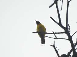 Image of Preuss's Golden-backed Weaver