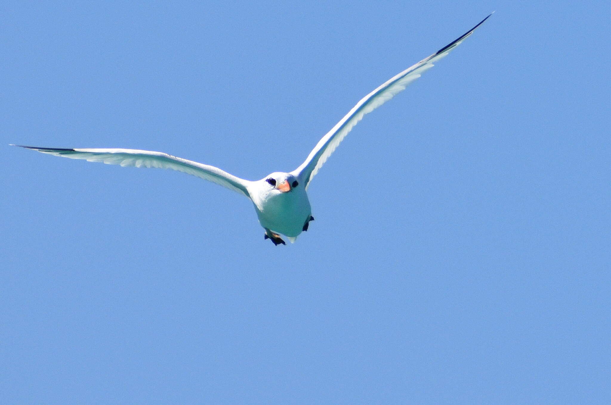 Image of longtail