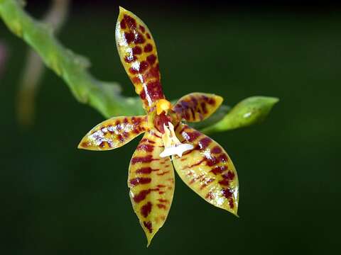 Imagem de Phalaenopsis cornu-cervi (Breda) Blume & Rchb. fil.