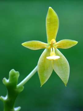 Imagem de Phalaenopsis cornu-cervi (Breda) Blume & Rchb. fil.