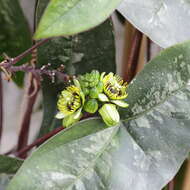 Image of Passiflora coriacea Juss.