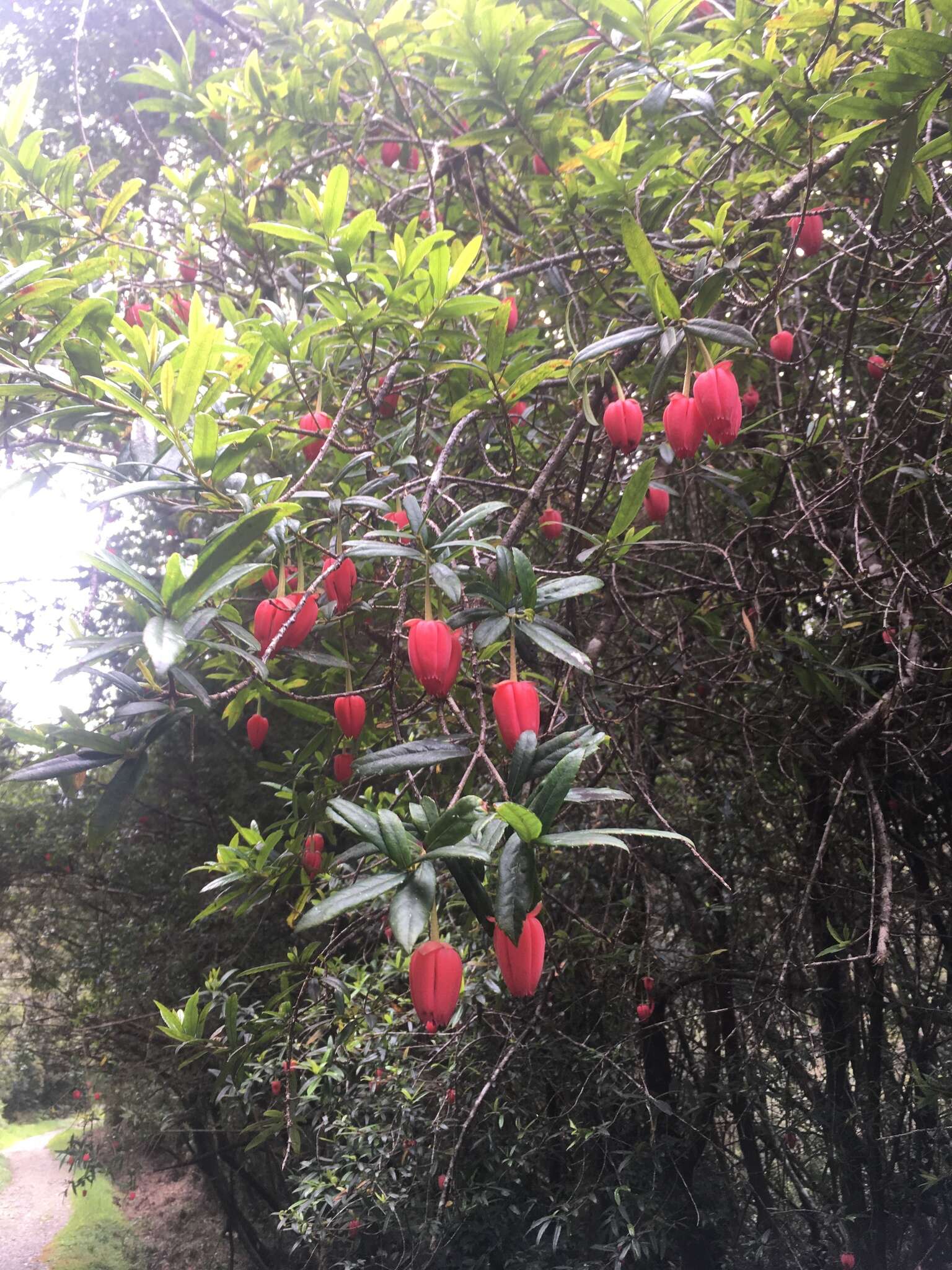 Image of Chilean Lantern Tree