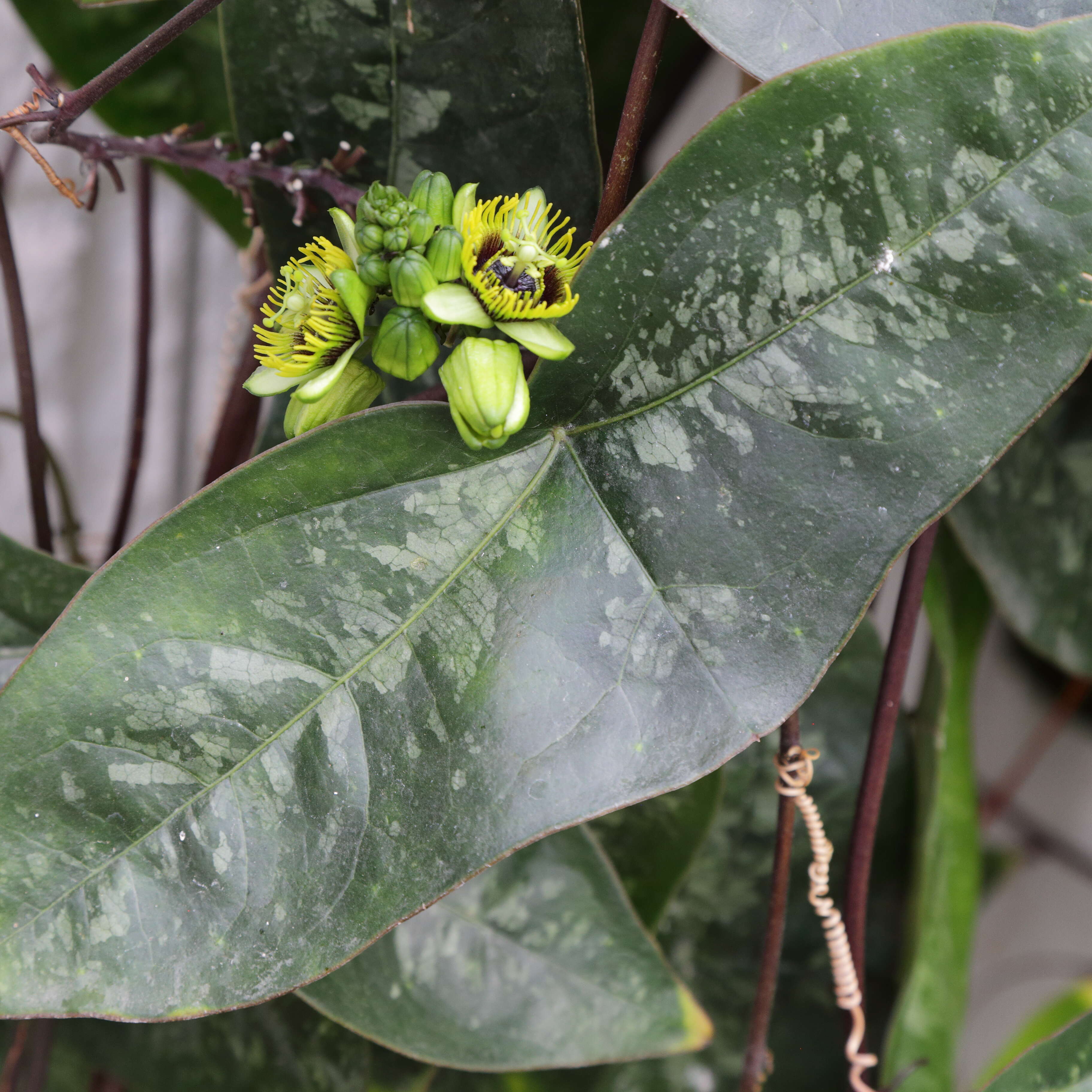 Image of Passiflora coriacea Juss.