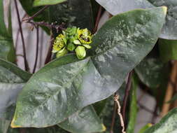 Image of Passiflora coriacea Juss.