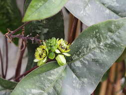 Image of Passiflora coriacea Juss.