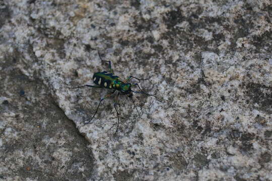 Image de Cicindela (Cosmodela) batesi Fleutiaux 1894