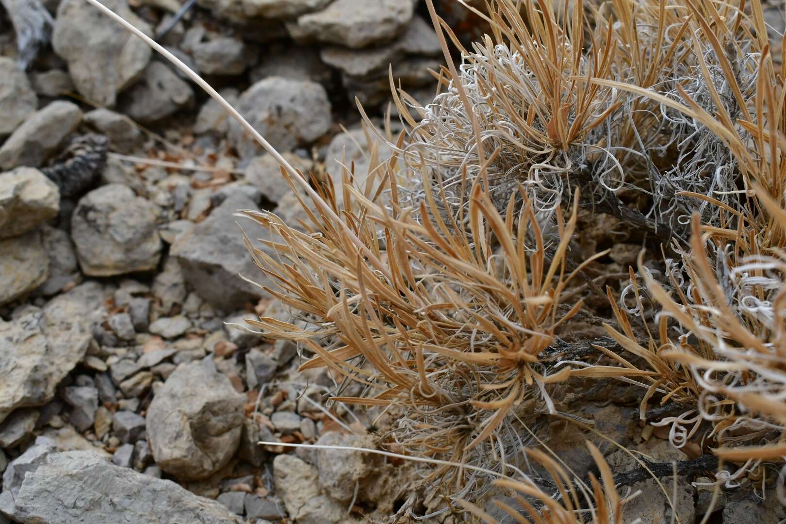 Sivun Encelia scaposa (A. Gray) A. Gray kuva