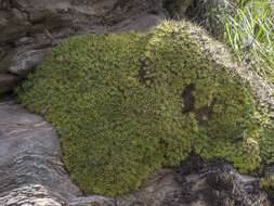 Image of Deuterocohnia brevifolia (Griseb.) M. A. Spencer & L. B. Sm.
