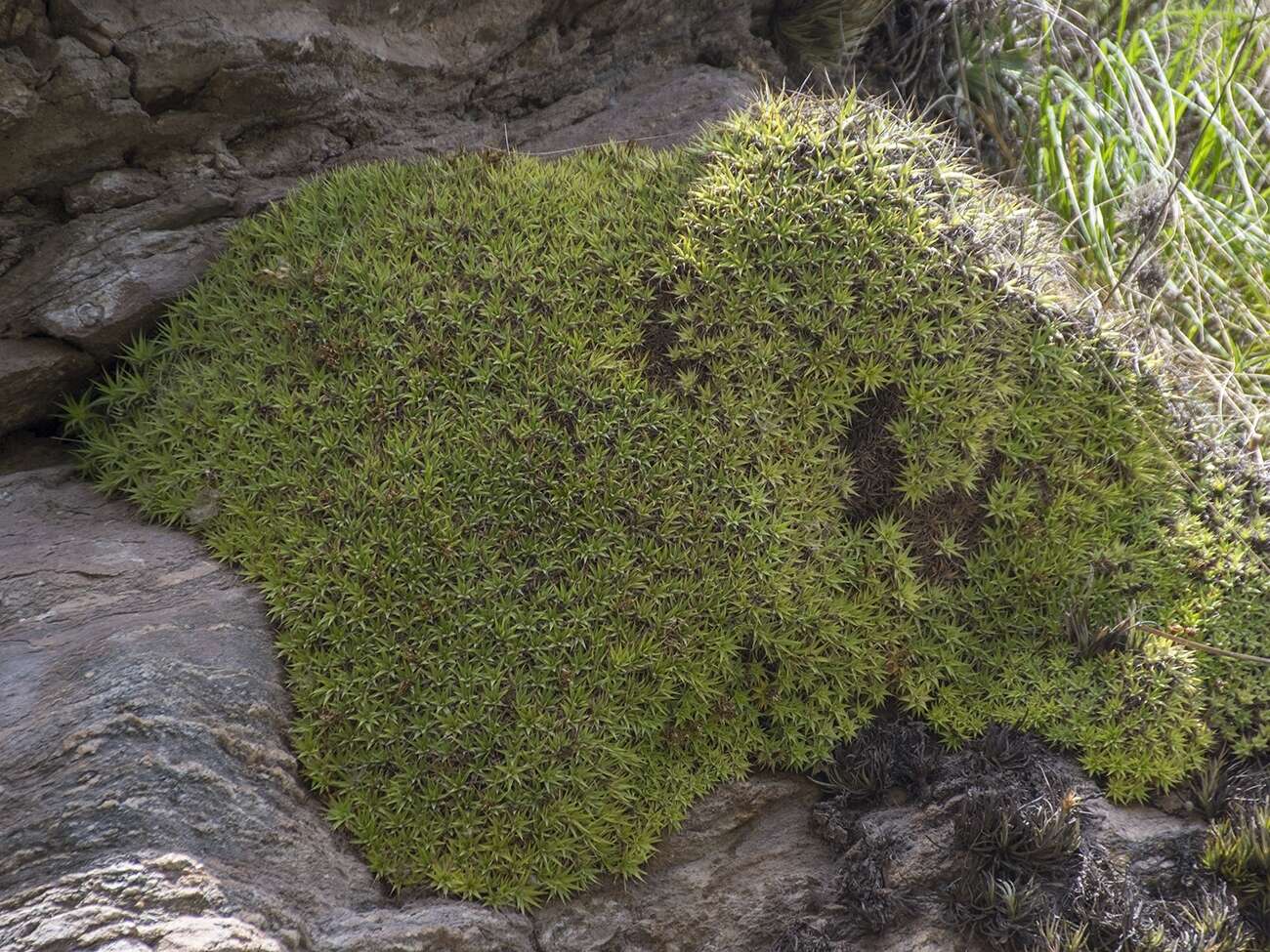 Image of Deuterocohnia brevifolia (Griseb.) M. A. Spencer & L. B. Sm.