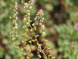 Image of Sesamoides purpurascens (L.) G. López González