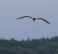 Image of Common Tern