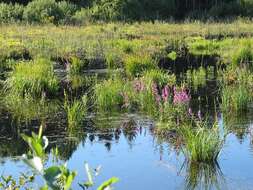 Image of Purple Loosestrife