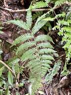 Image of Amauropelta glanduligera