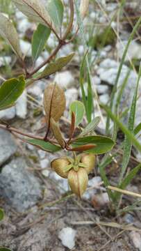 Image of Philgamia hibbertioides Baill.