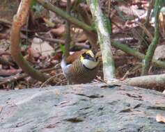 Image of Malayan Banded Pitta