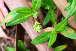 Sivun Persicaria prostrata (R. Br.) Sojak kuva