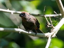 Image of Puerto Rican Bullfinch