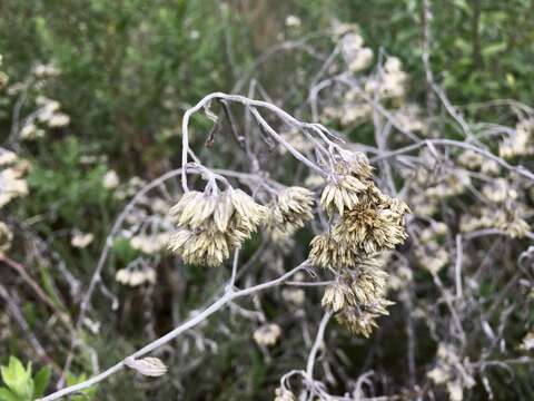 Image of Achyrocline satureioides (Lam.) DC.