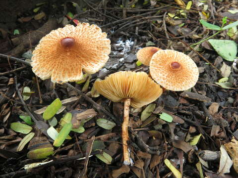 Image of Lepiota bengalensis Hosen & T. H. Li 2016