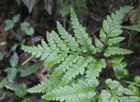 Image of Sceptridium japonicum (Prantl) Lyon