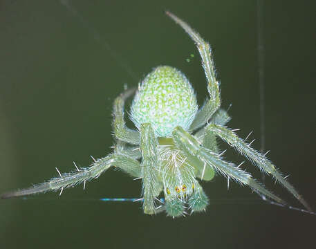 Imagem de Araneus eburneiventris (Simon 1908)