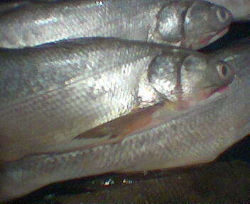 Image of Australian giant herring